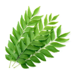 கறிவேப்பிலை